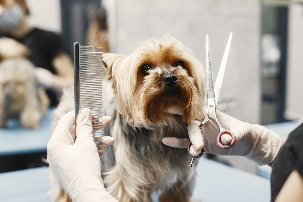 Grooming Services for dogs in San Diego