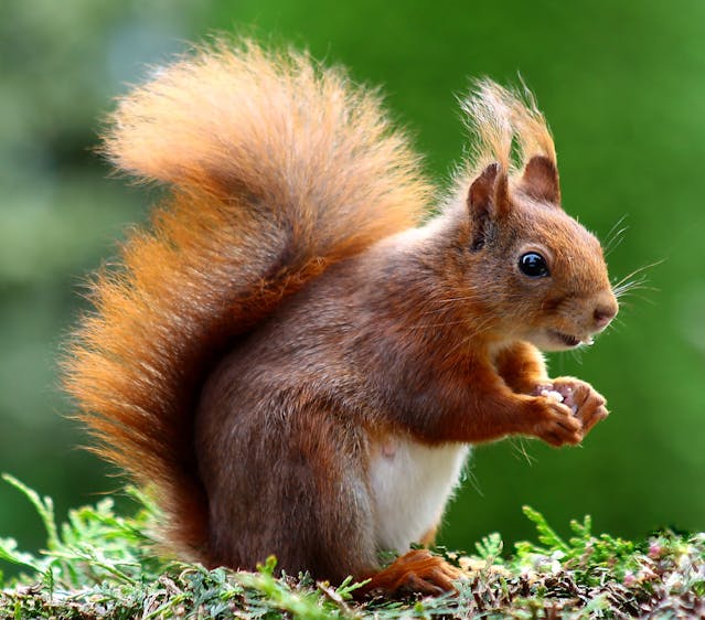 Squirrels in Attic Removal