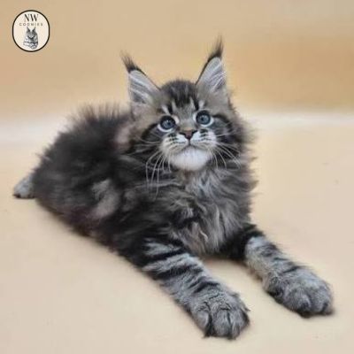 Maine Coon Polydactyl Kittens for Sale: What to Know